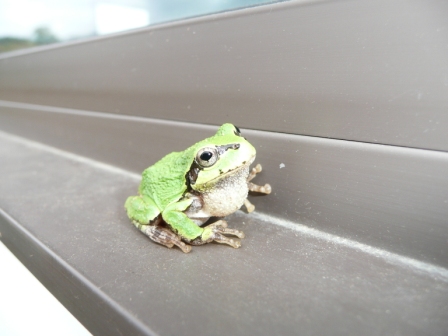 店の窓に鎮座した雨蛙　１