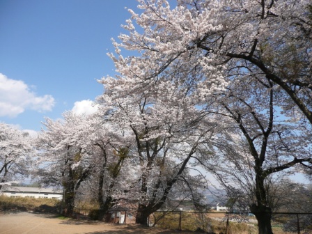 ”ゲートボール場の桜"