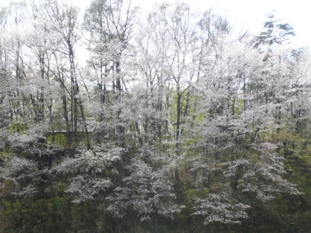 川近くの桜