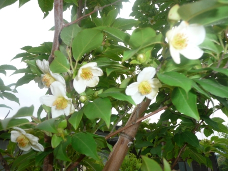④　庭の姫沙羅（ヒメシャラ）の花