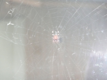 7月13日（日）　店の窓に蜘蛛の巣　１