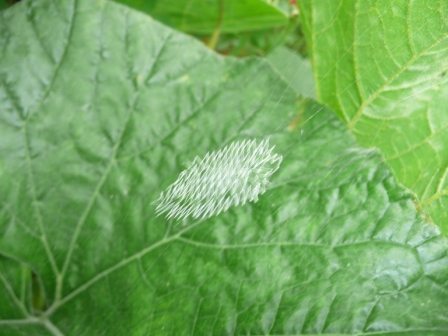 カボチャの葉の上の蜘蛛の巣
