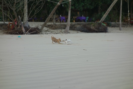 浜辺　母犬と2匹のブチの子犬