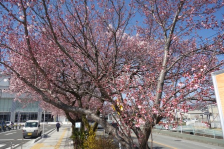 韮崎駅前　小彼岸桜
