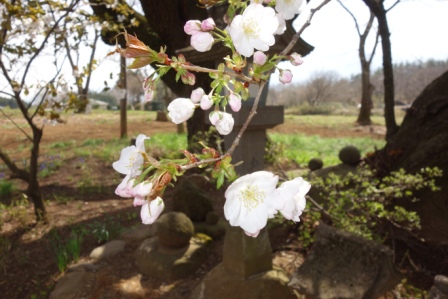散歩　太白の桜