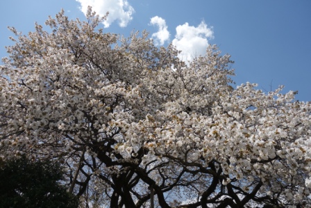 散歩　４　太白の桜