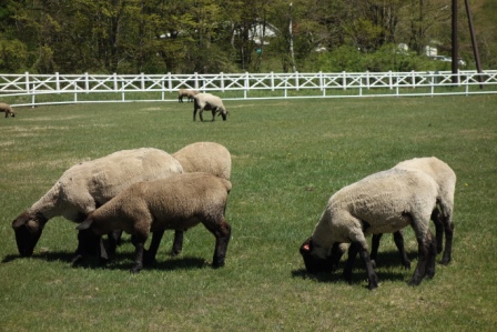 ２　まきば公園　賀状に使いそこなった羊