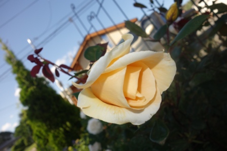 ６　近所の薔薇　２
