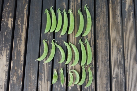 １　スナック豌豆　収穫
