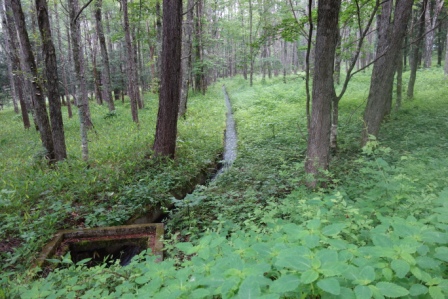 ３　森の中の水路