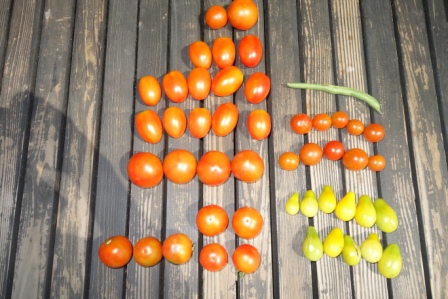 今朝の収穫　トマト尽くし