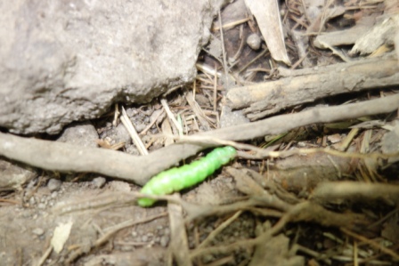 ２　団子を連ねたような緑の芋虫（長さ5cm位）