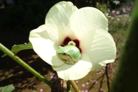 １　オクラの花に雨蛙
