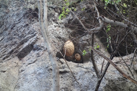 ５　岩塊に雀蜂の巣