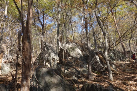 沢沿いを後にした、岩がちな楢の樹林帯の登り