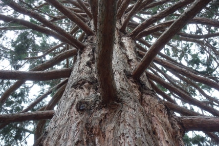 17:00　湖畔の公園　杉の大木　２