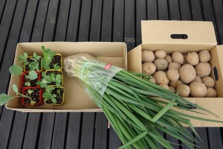 種芋と苗を購入