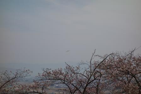 富士川町　大法師公園　１　桜と鳶？