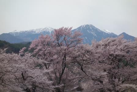 ５　神代桜