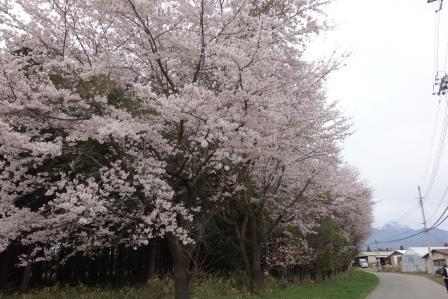 ４　熱那神社の先の桜並木