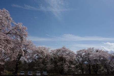 １　家から見えるゲートボール場併設の運動場の桜