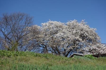 太白の桜