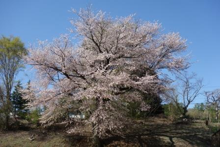 集会所裏の山桜