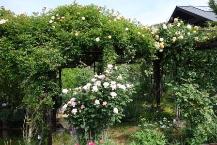 近所の薔薇の垣根
