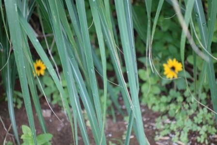 ススキの陰になってしまって、３cm位の小さな花しか付けていないミニ向日葵、発見