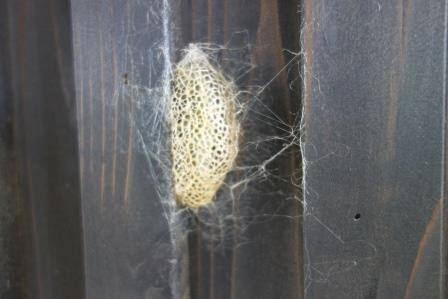 玄関にいた5ｃｍ位の緑の芋虫、蛾の幼虫が繭となって出現