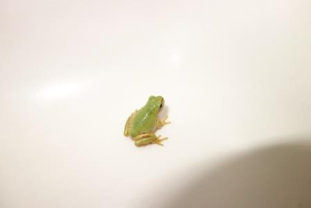 6:56　お出かけ前　トイレ内の洗面所に小さな雨蛙