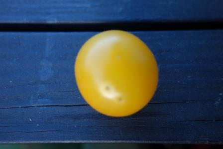黄のミニトマト　食べたことも、植えたこともないのだが、どこから来たのか・・・