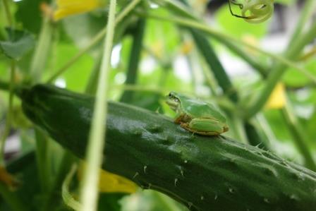 胡瓜の実に雨蛙
