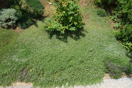 前庭の岩垂草