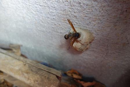 スズバチが巣に頭を突っ込んでいる、この後この穴は塞がれた