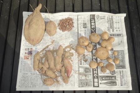 菜園の薩摩芋の収穫とアピオスを掘った時に出て来た採り残しのじゃが芋