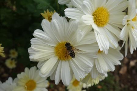 小菊に蜜蜂