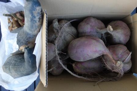 収穫した薩摩芋、生姜とうちの苗を移植して育ったナガチャン南瓜