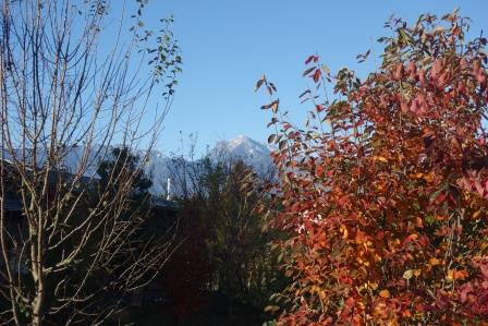 庭　ジュンベリーの紅葉と甲斐駒ケ岳