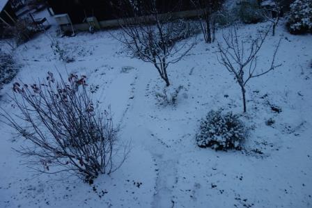朝6時半　庭の雪