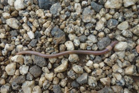 初めて、10㎝位の蚯蚓を見つけた。季節柄、縞蚯蚓ではないかと思われる。