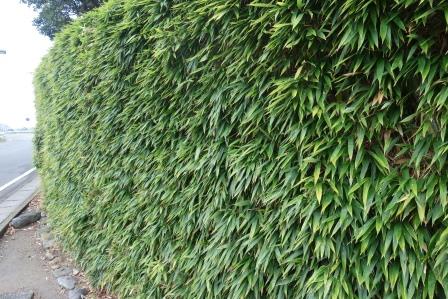桂離宮　２６　桂川沿いの生垣　正に生垣、生きた竹で編んである