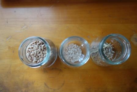 左：選別された種籾、中：殻が取れた種籾、右：髭と不良籾