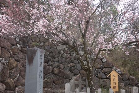 10:00　武田神社　右近の桜