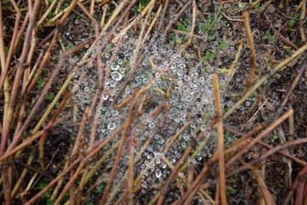枯れた岩垂草にかかった蜘蛛の巣と雨粒