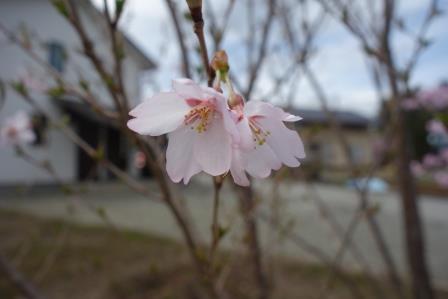 庭の桜の開花（去年も4月9日）