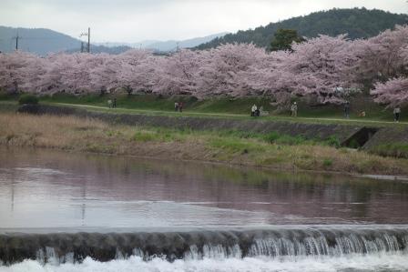 水面もピンクに染まる上賀茂橋界隈