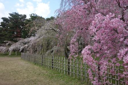 帰途　御所の枝垂れ桜