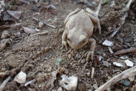 4月16日（日）　土に帰った生ごみを掘っていたら雨蛙が出て来た