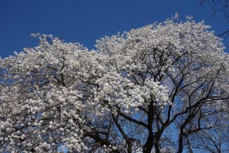太白の桜
